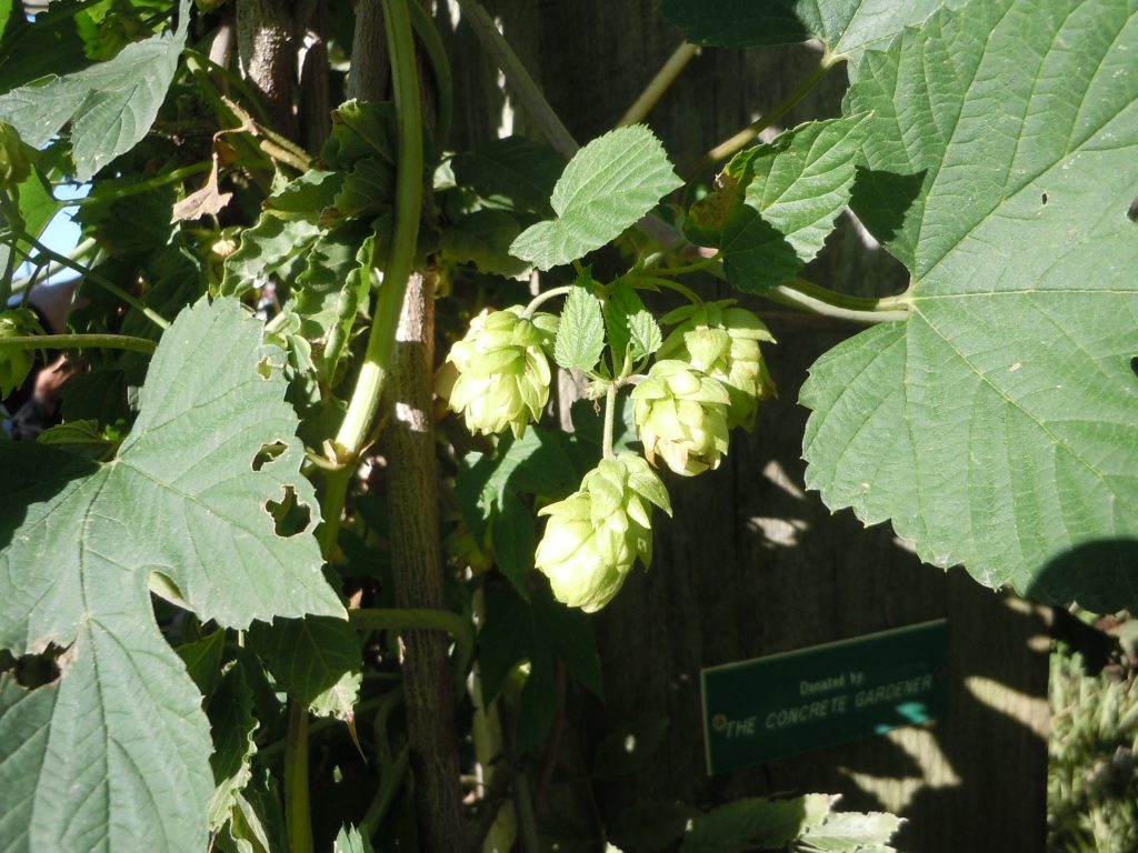 Hops vine – Growing | Walter Reeves: The Georgia Gardener