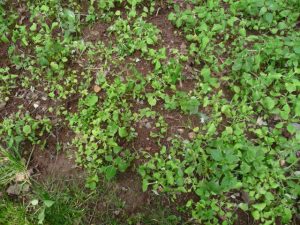 impatiens downy mildew