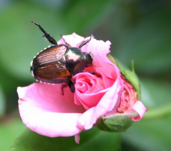 japanese beetle on rose