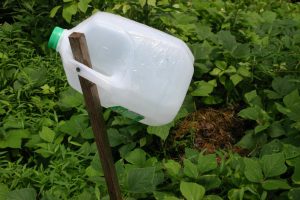 milk jug kudzu bug trap