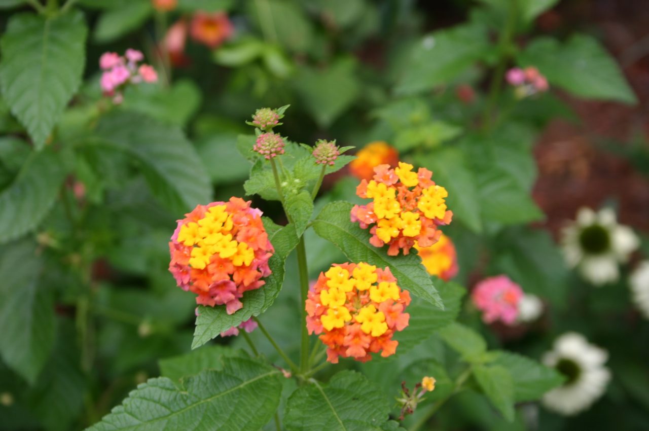 Lantana – Winter Hardiness | Walter Reeves: The Georgia Gardener