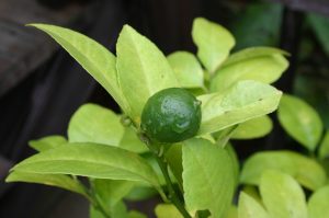 Meyer lemon