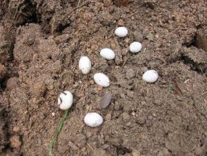Lizard Eggs In Garden
