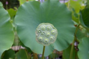 lotus seedhead
