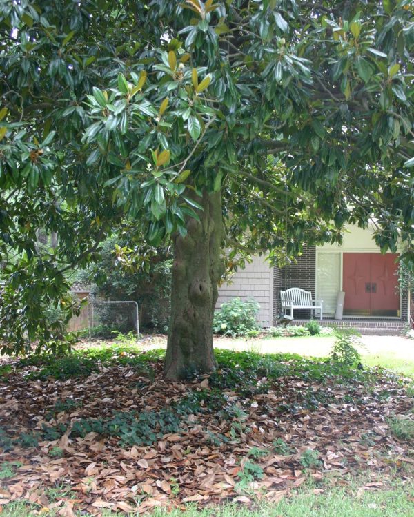 Shedding brown leaves