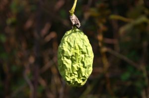 maypop fruit - dead ripe