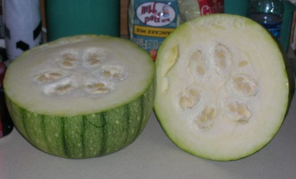 melon cross pollination