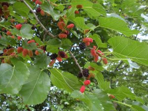 white mulberry fruit - identification