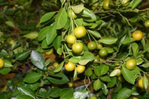 Citrus – Cold-hardy | Walter Reeves: The Georgia Gardener