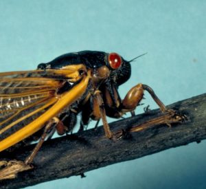 periodical cicada head