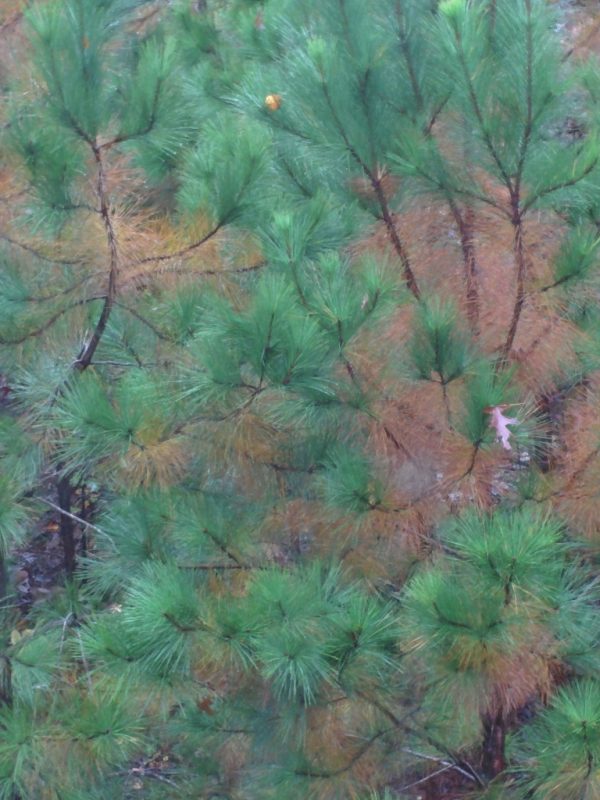 Your pine is fine: Seasonal needle drop is perfectly normal