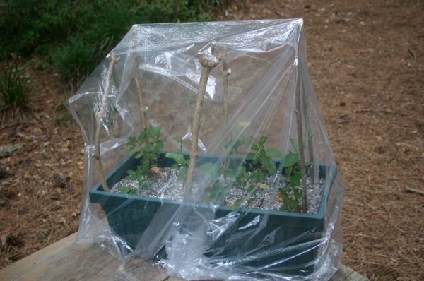 propagation container box