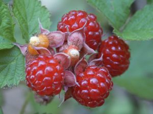 raspberries without drosophila damage