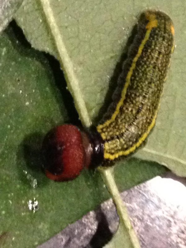 skiff moth caterpillar