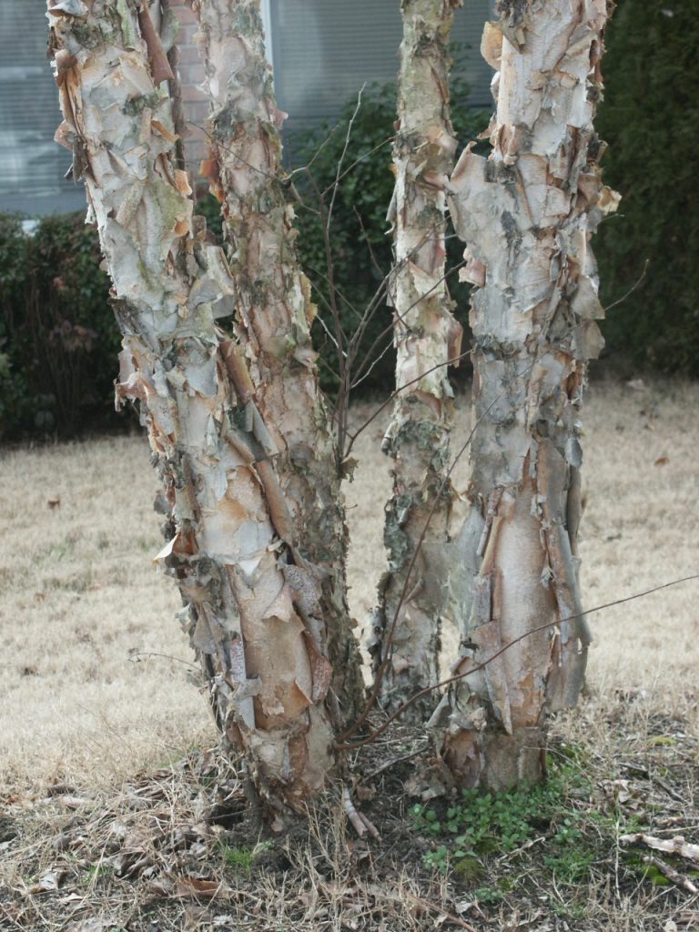 River Birch – Trunks Catching and Holding Water | Walter Reeves: The ...