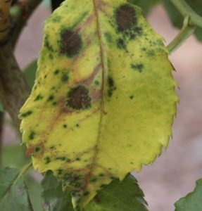 Rose – Fungicides for Black Spot Control | Walter Reeves: The Georgia ...