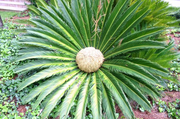 sago palm female