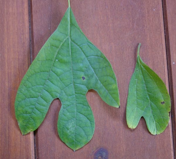 sassafras leaf