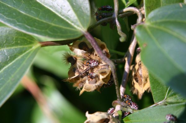 seed bugs on Rose of Sharon seed