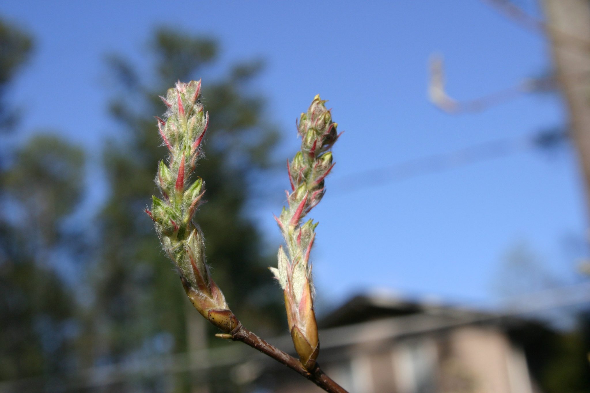 serviceberry-juneberry-shadbush-identification-walter-reeves