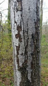 An oak tree losing bark