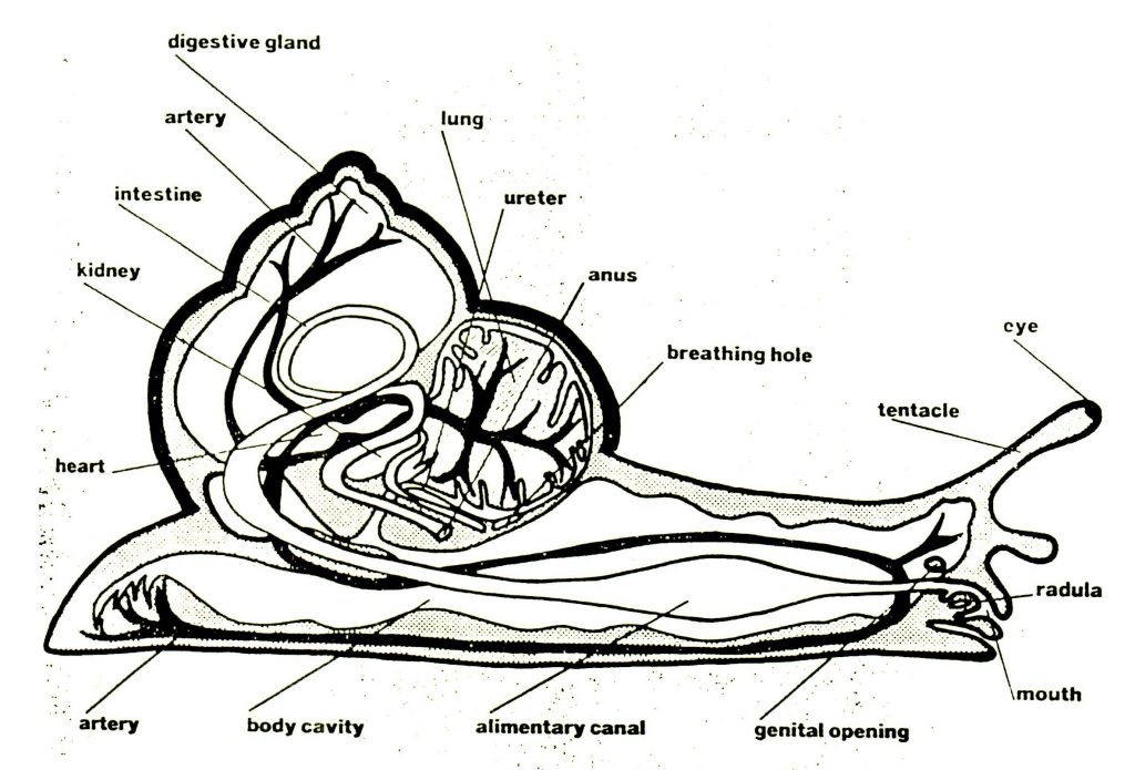 Snails – In the Classroom | Walter Reeves: The Georgia Gardener