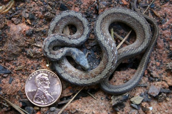 DeKay's snake (garden brown snake)
