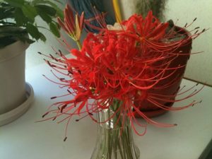 spider lily - Lycoris radiata