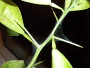 spider mite on clementine