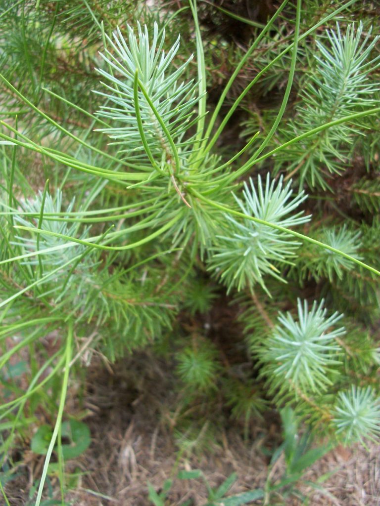 Dwarf Alberta Spruce Turned Brown | Walter Reeves: The Georgia Gardener