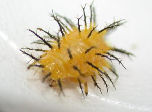 squash beetle larvae
