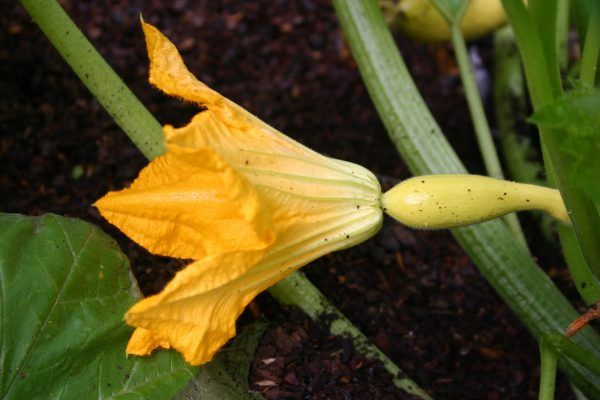 squash female flower