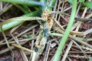 squash vine borer damage