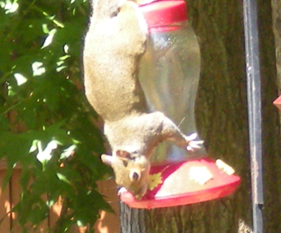 Squirrels eating peaches