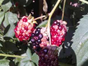 stinkbug damage on blackberry