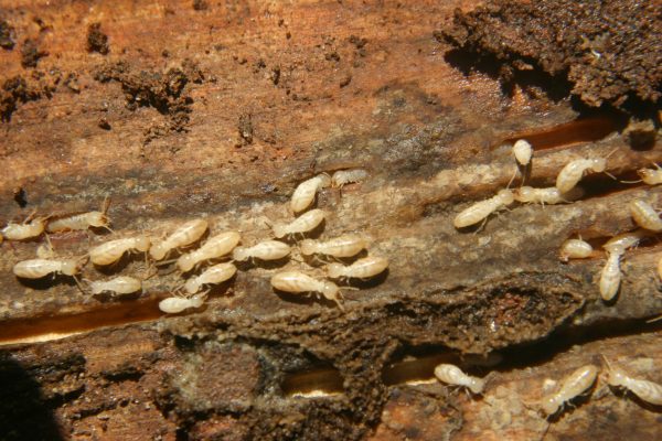 immature termites