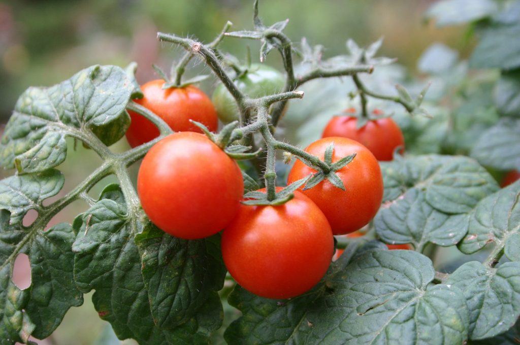 Tomato Hornworm – Droppings 