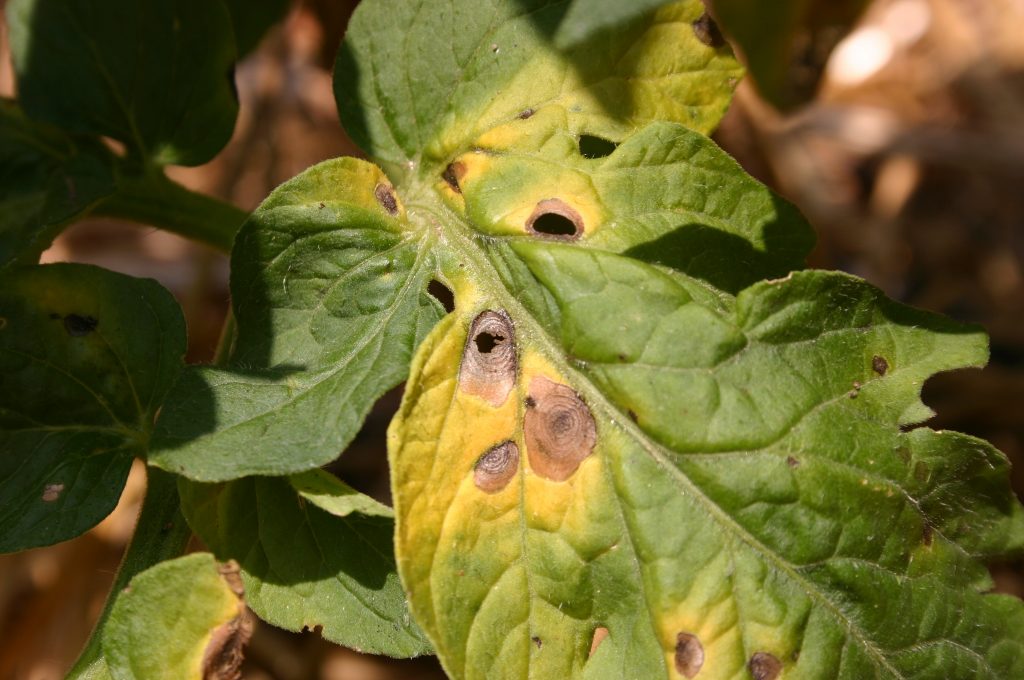 Neem Tree- Growing 