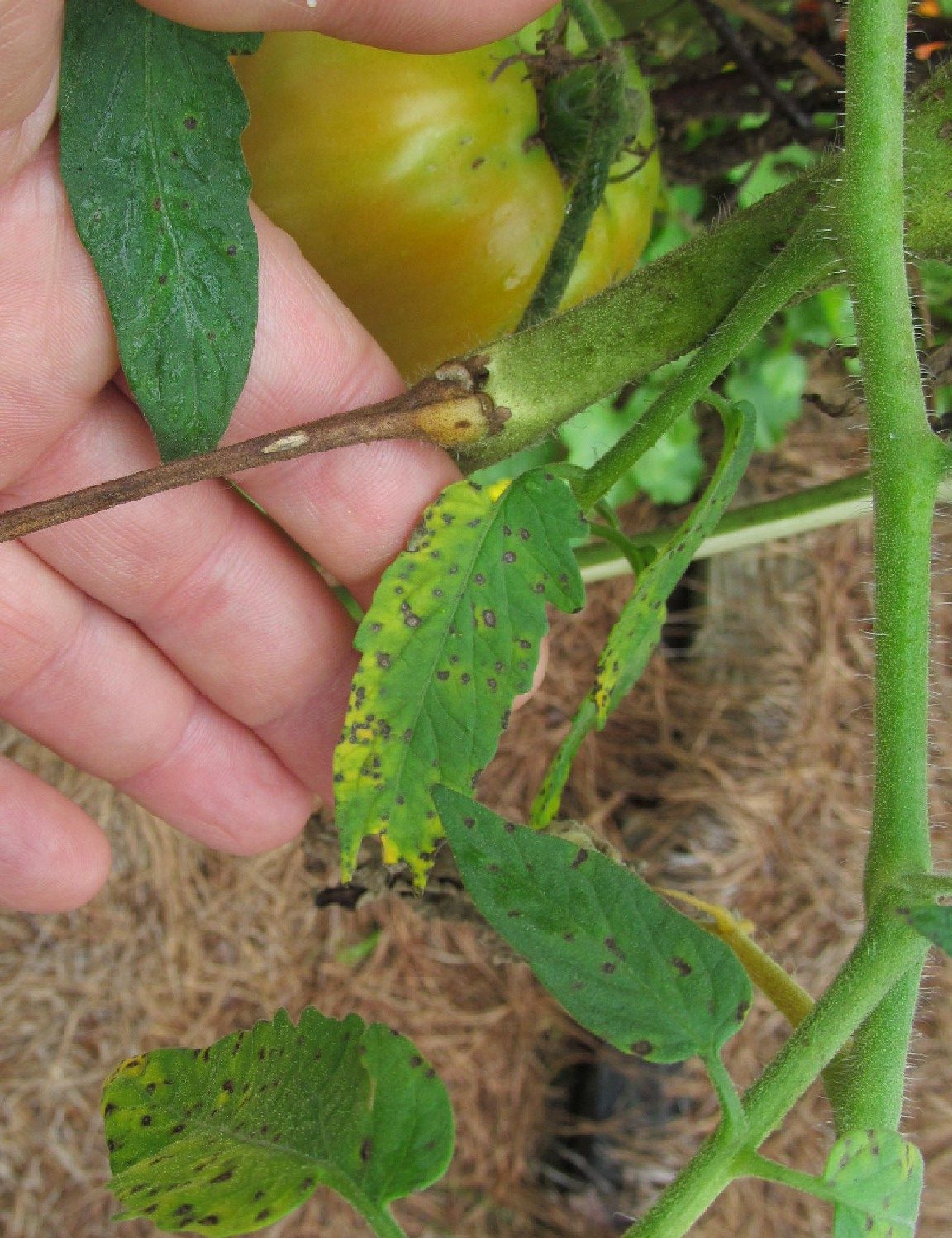 tomato-septoria-3-walter-reeves-the-georgia-gardener