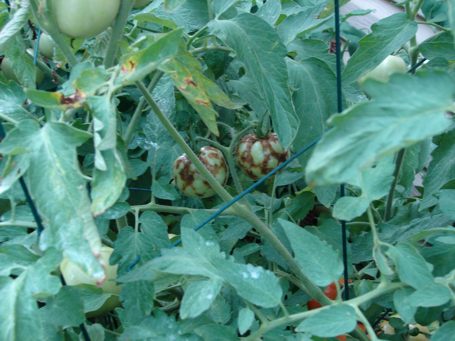 tomato-spotted-wilt-virus-identification-walter-reeves-the-georgia