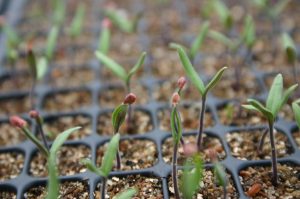 tomato sprouts