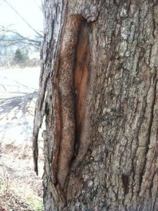tree underbark