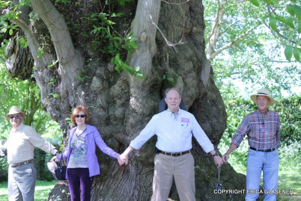 large chestnut in England (photo courtesy of Erica Glasener)