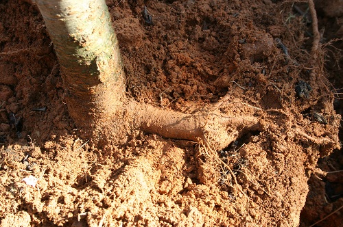 this is the first major root