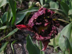 tulip disease 4