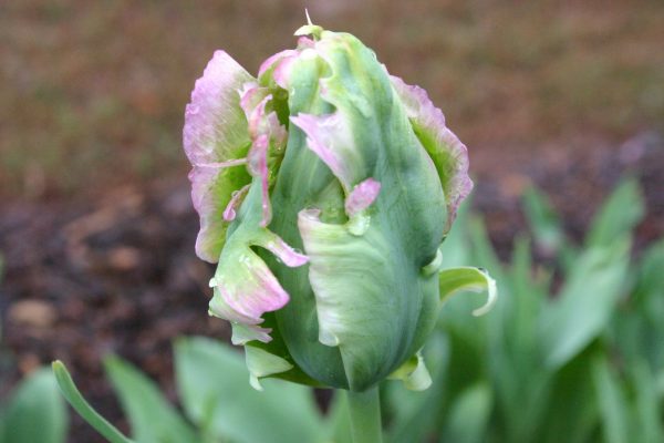 tulip malformed 1