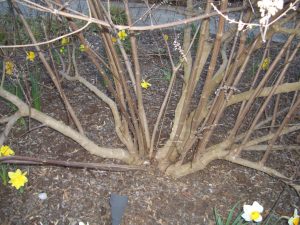 vitex for pruning