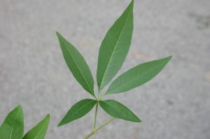 vitex leaf