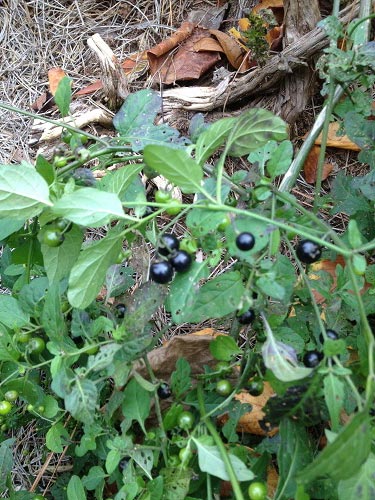 Black nightshade - Solanum nigrum