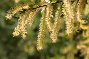 willow catkins